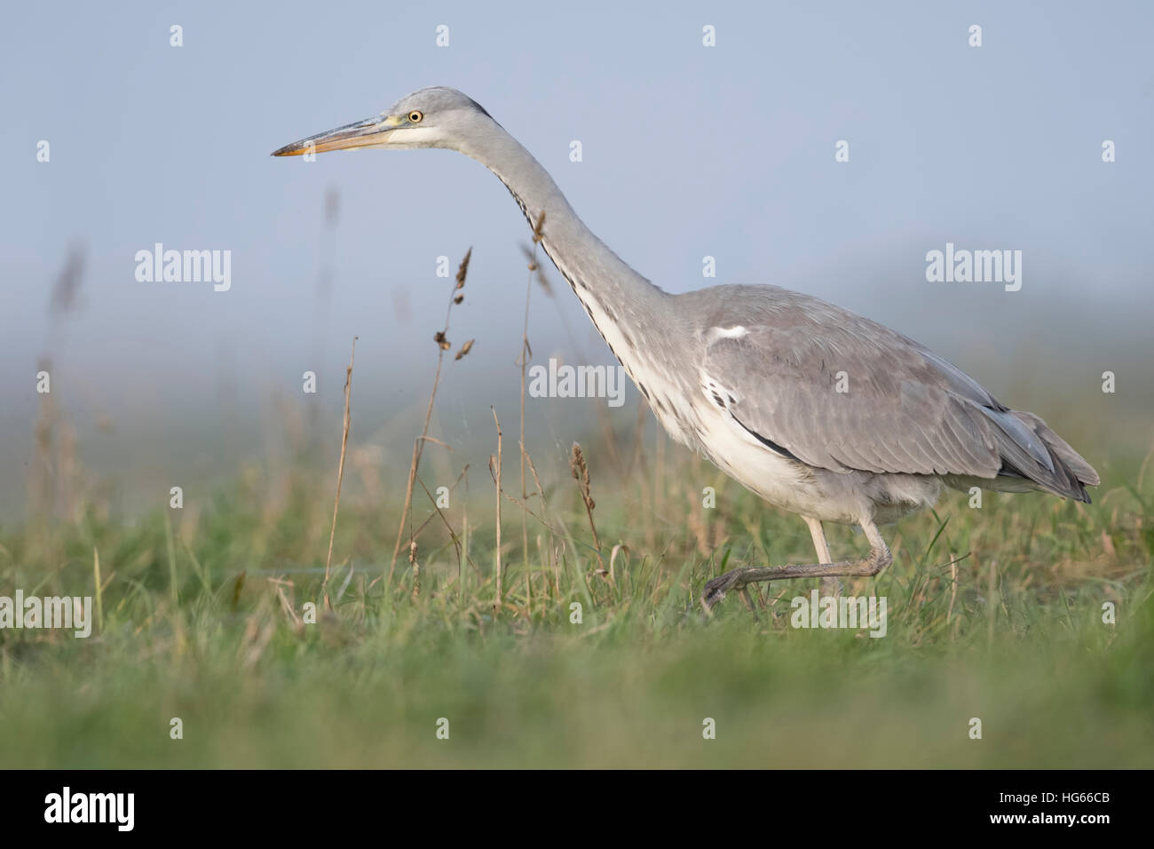 Grey Heron ( Ardea cinerea ) walking, striding stealthily through a wet meadow, searching for food, typical side view. Stock Photo