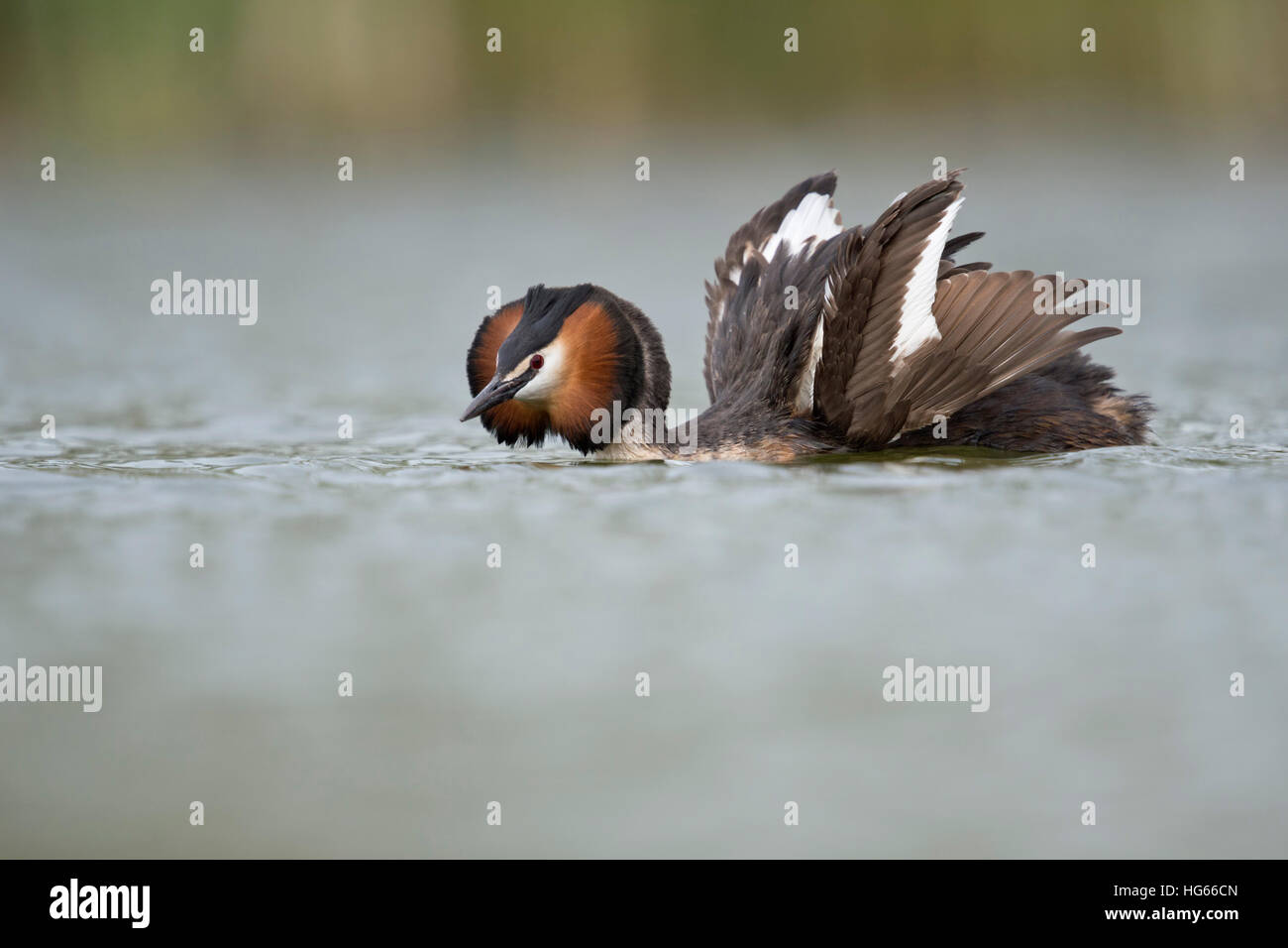 Great Crested Grebe ( Podiceps cristatus ) courting, opening its wings to impress its mate, showing courtship display. Stock Photo