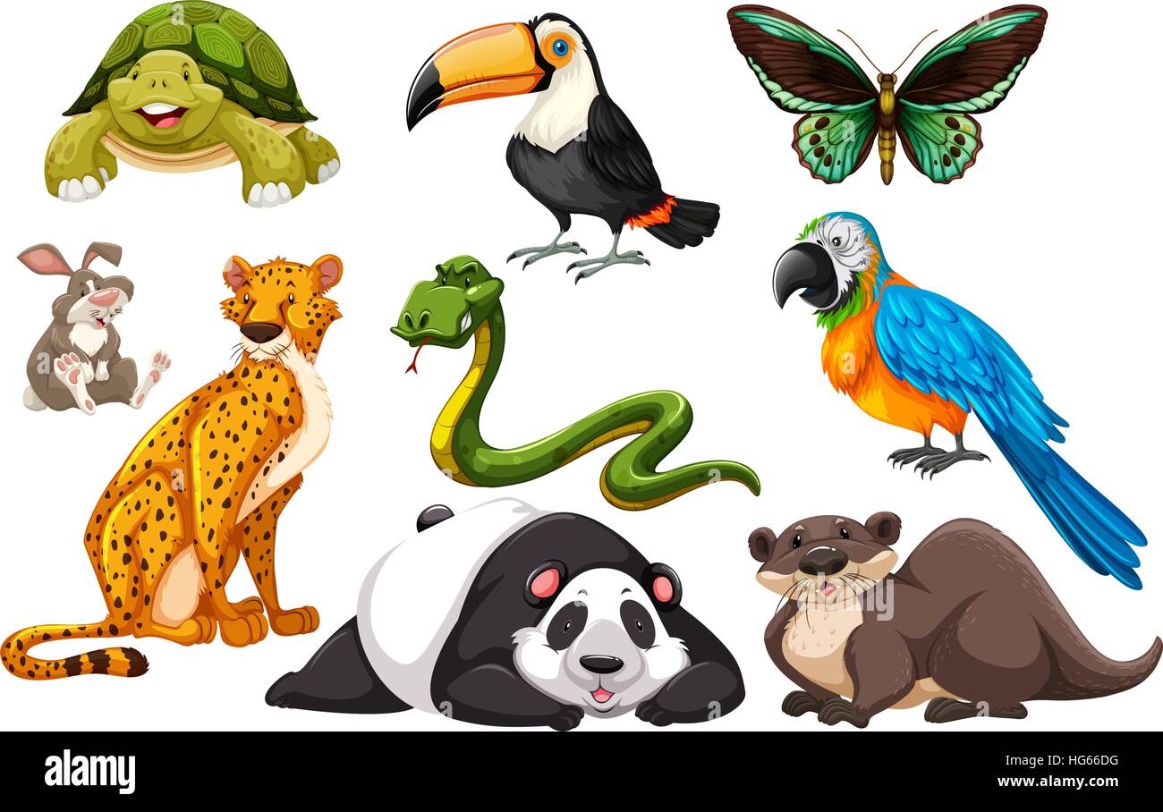 Different kinds of wild animals illustration Stock Vector Image & Art - Alamy Different kinds of wild animals illustration Stock Vector Image & Art - Alamy