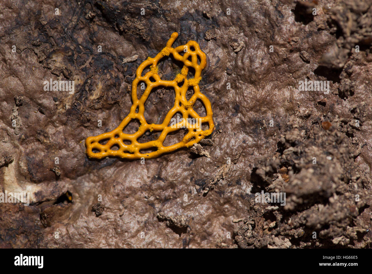 Pretzel slime mold Stock Photo