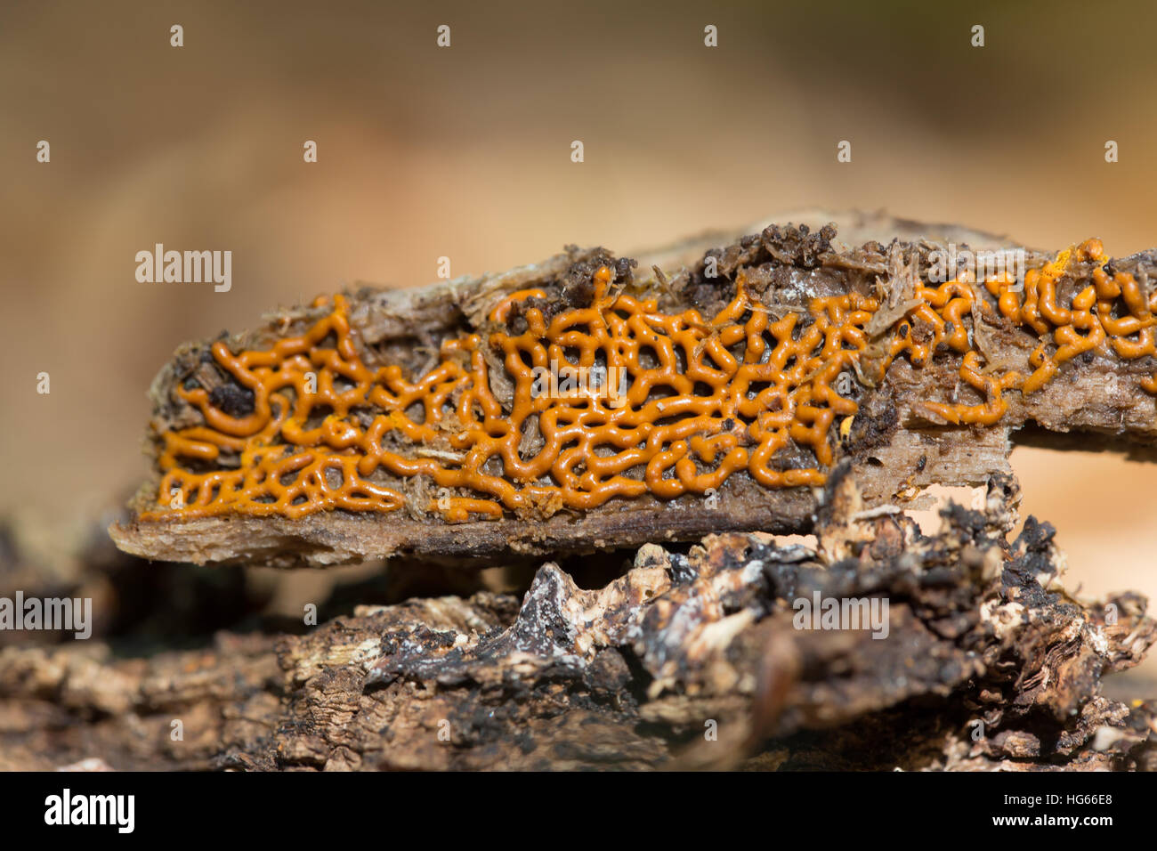 Pretzel slime mold Stock Photo