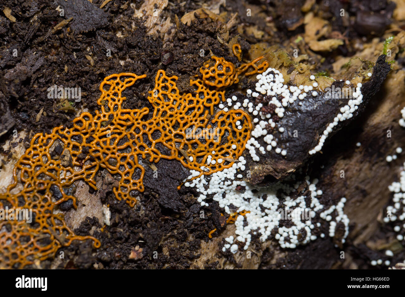 Pretzel slime mold Stock Photo