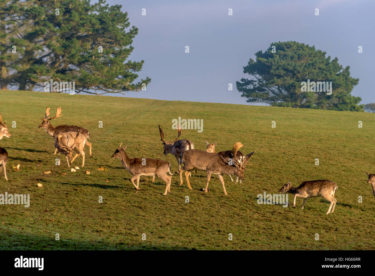 Feeding time for the herd of deer at Prideaux Place in Padstow Cornwall. Stock Photo