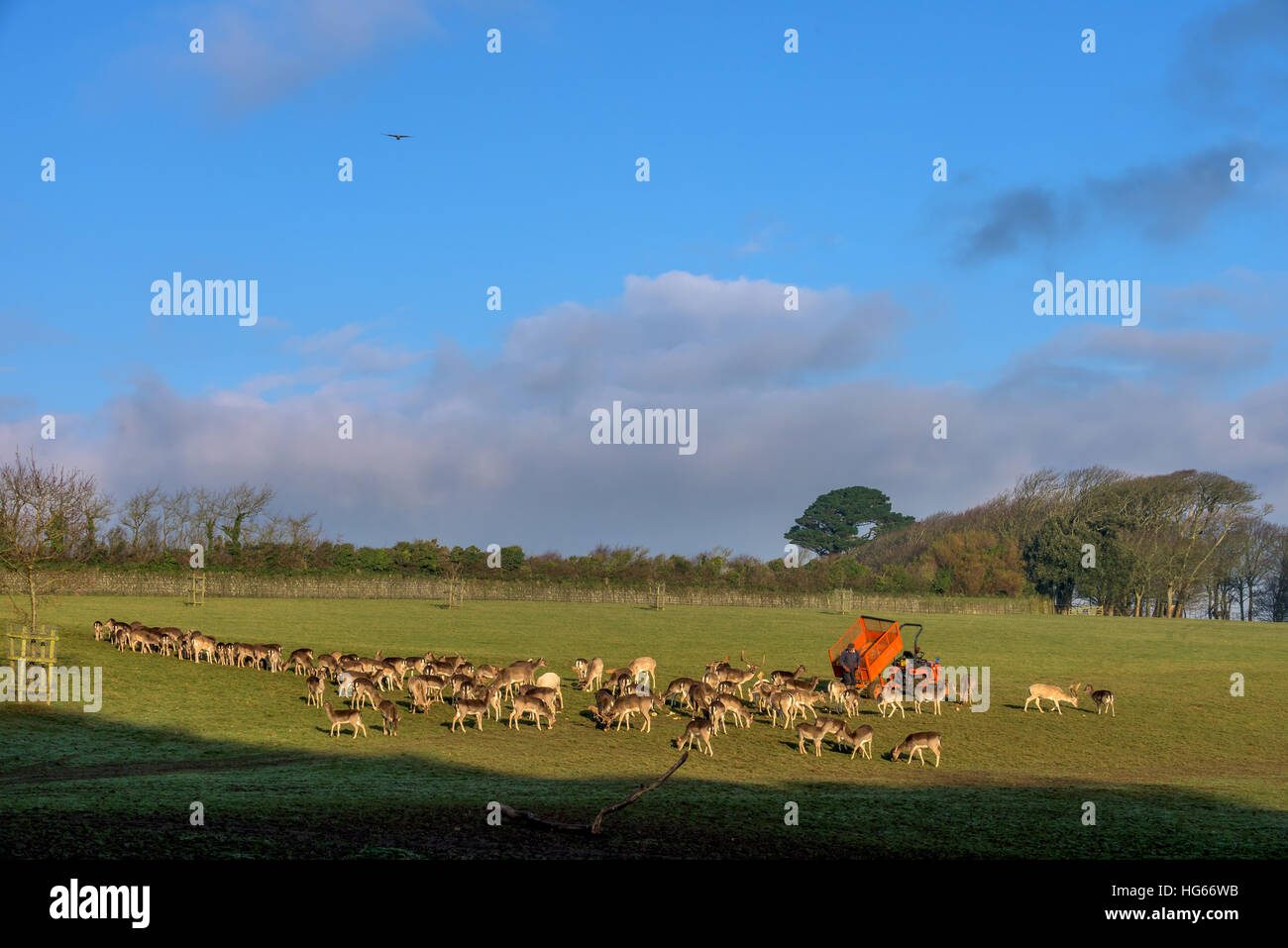 Feeding time for the herd of deer at Prideaux Place in Padstow Cornwall. Stock Photo