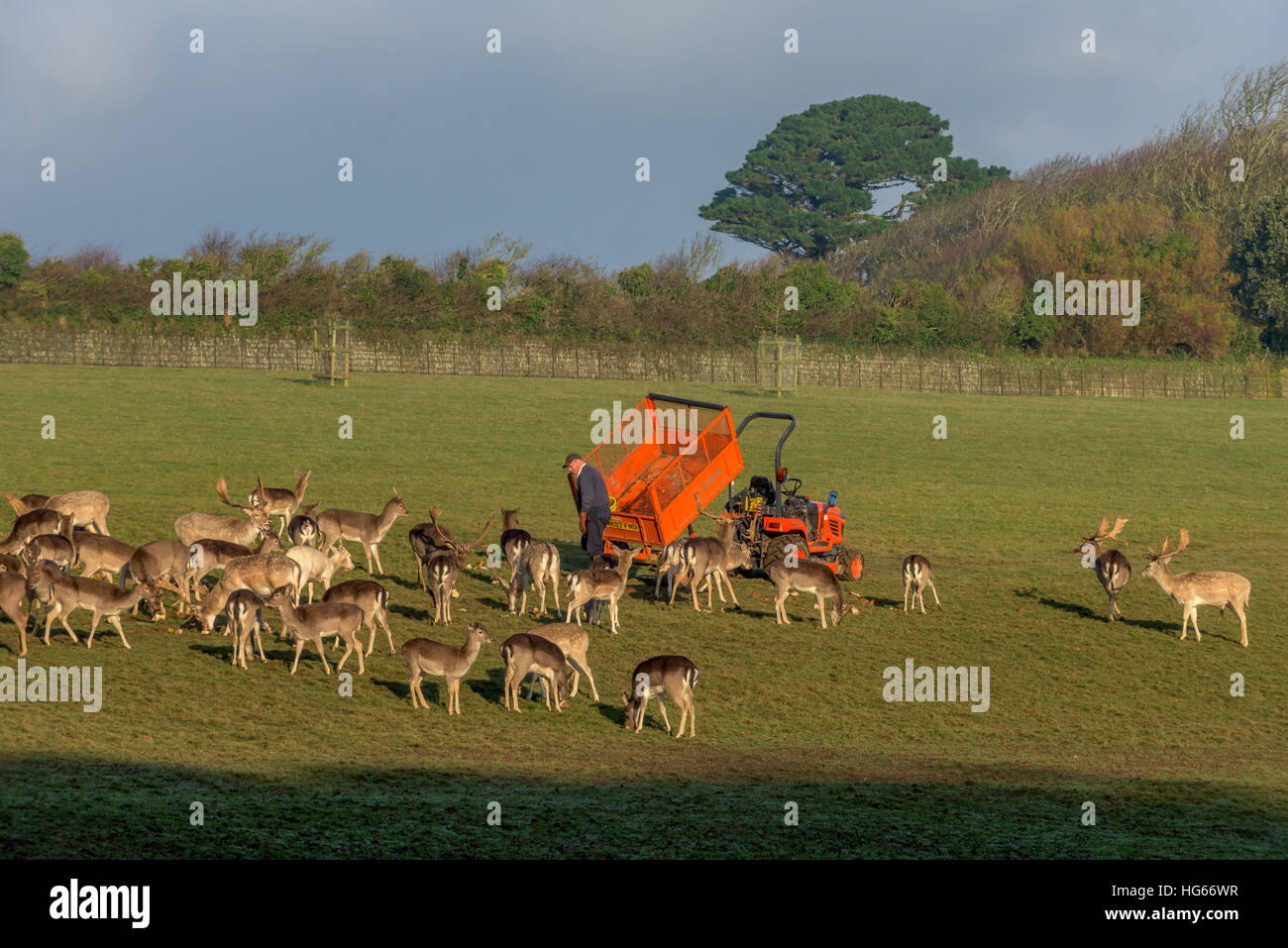 Feeding time for the herd of deer at Prideaux Place in Padstow Cornwall. Stock Photo
