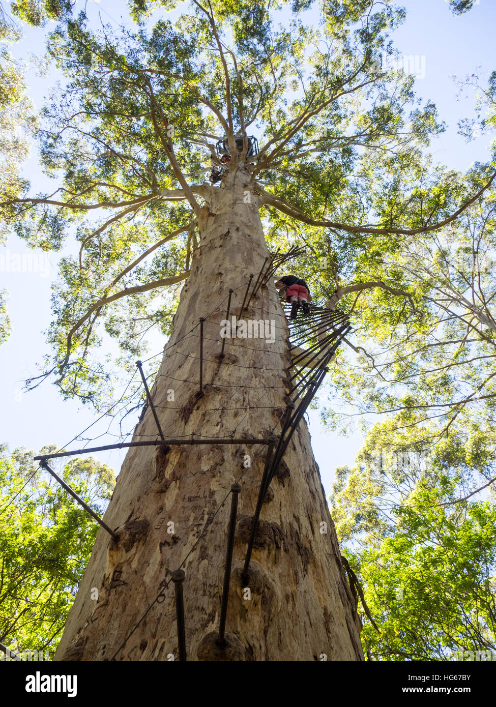 People climbing the Gloucester Tree, a giant karri tree in the Gloucester National Park of Western Australia. Stock Photo