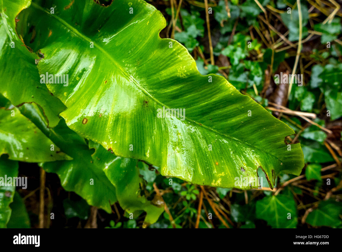 Winter large-leafed plant in the hedgerows of Cornwall Stock Photo