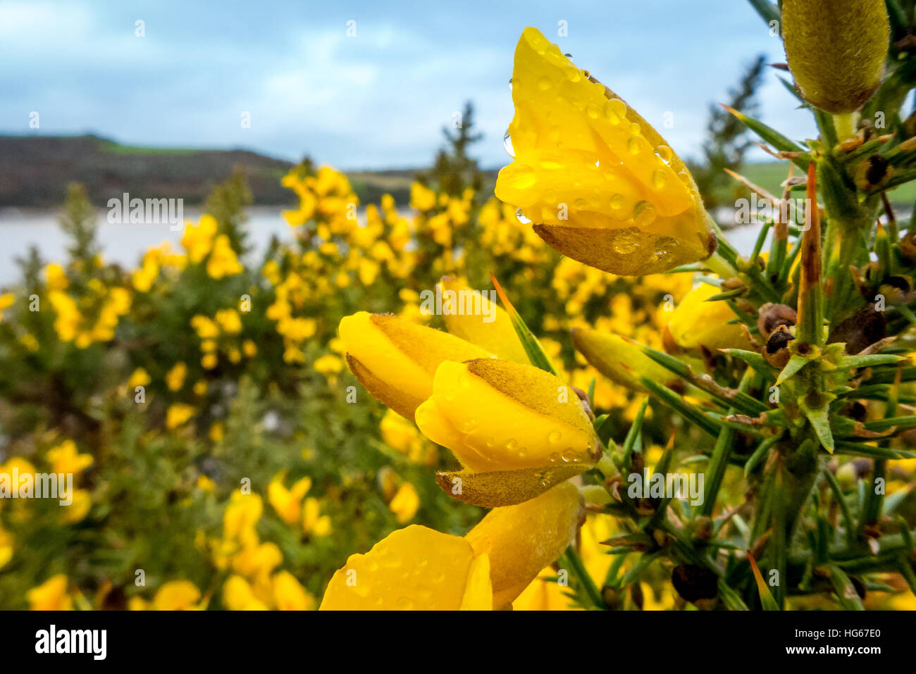 Bright yellow gorse flowers in a bush on the Camel Estuary in Cornwall Stock Photo