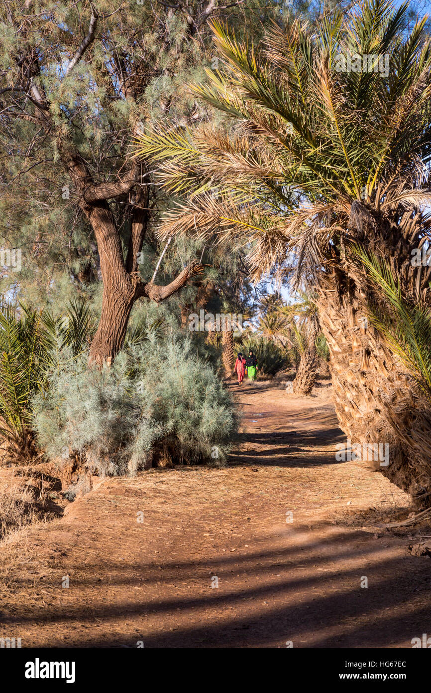Ksar Elkhorbat, Morocco.  Date Palm Garden, Almazigh Berber Women Walking in the Distance. Stock Photo
