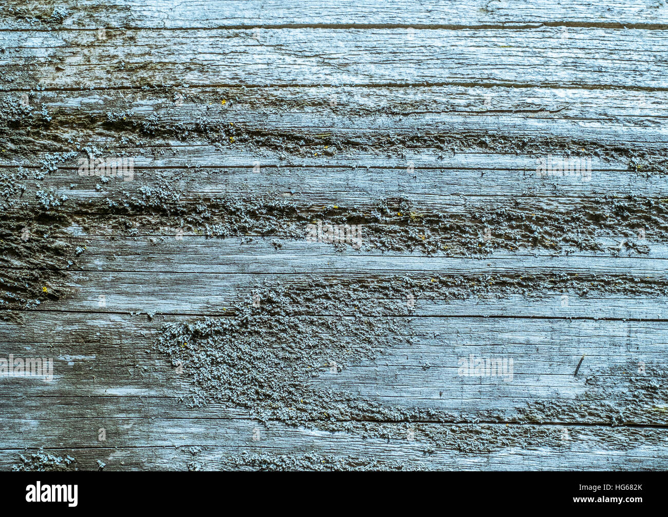 rough wood board filtered in light blue Stock Photo