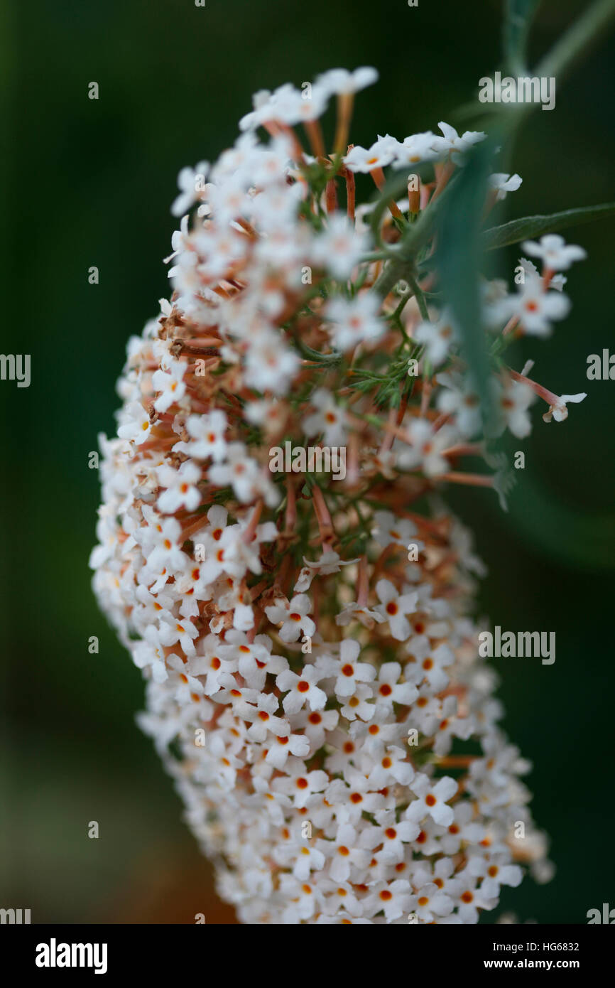 exquisite buddleia davidii white flowering spike - summer favourite Jane Ann Butler Photography JABP1761 Stock Photo