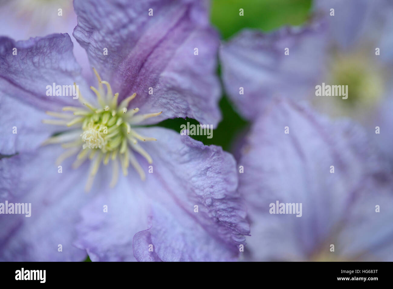 stunning display of purple clematis in Summer Jane Ann Butler Photography JABP1764 Stock Photo
