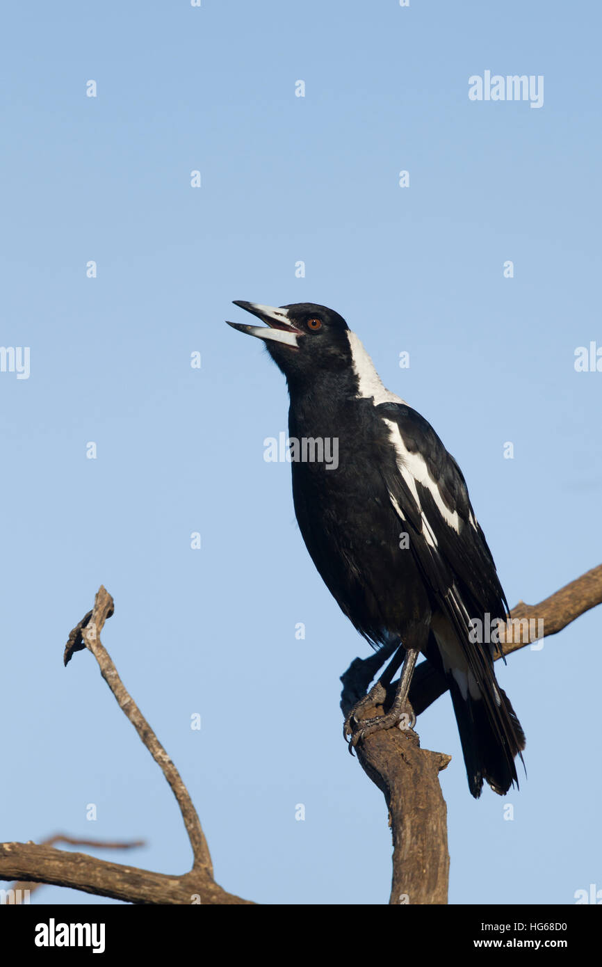Australian Magpie singing Cracticus tibicen Kangaroo Island South Australia, Australia