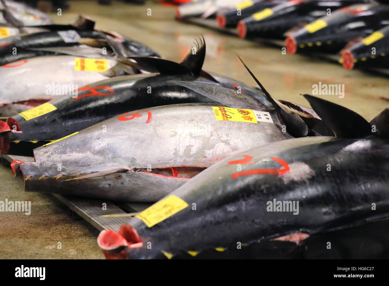 Tuna are displayed at Tsukiji wholesale fish market on January 5, 2016 in Tokyo, Japan. The first auction of the new year was held early on Thursday morning and the biggest bid of the day was 74.2 million Yen (approx. US$ 630,000), by Kiyoshi Kimura who runs the Sushi Zanmai chain of restaurants, for a single 212 kg bluefin tuna captured off the coast of Aomori in northern Japan. © AFLO/Alamy Live News Stock Photo