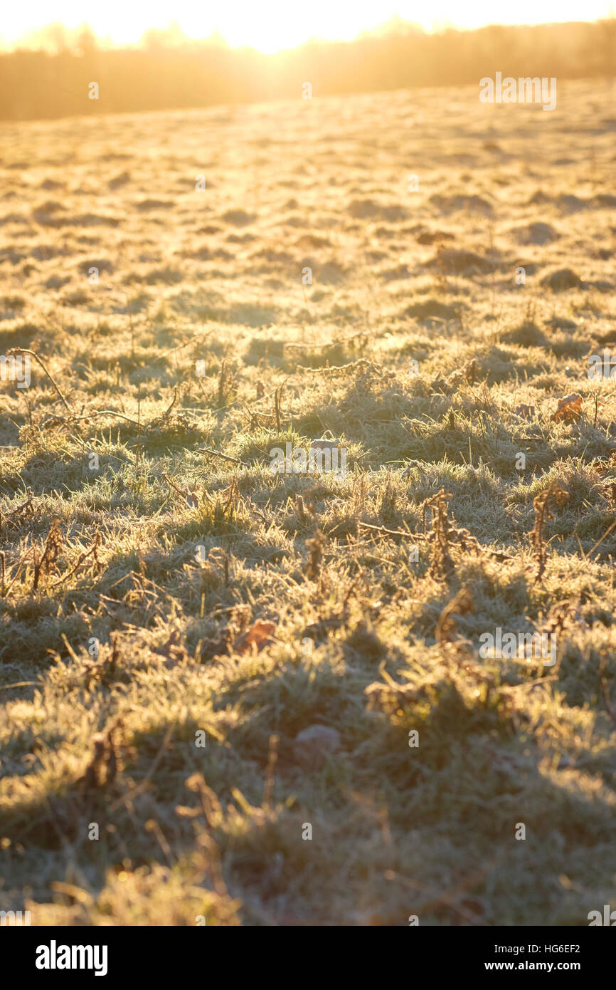 Herefordshire, UK - January 2017 - Sunrise over fields of early morning frost after a very cold clear frosty night with local temperatures in rural Herefordshire down to minus 5C ( -5C ). Stock Photo