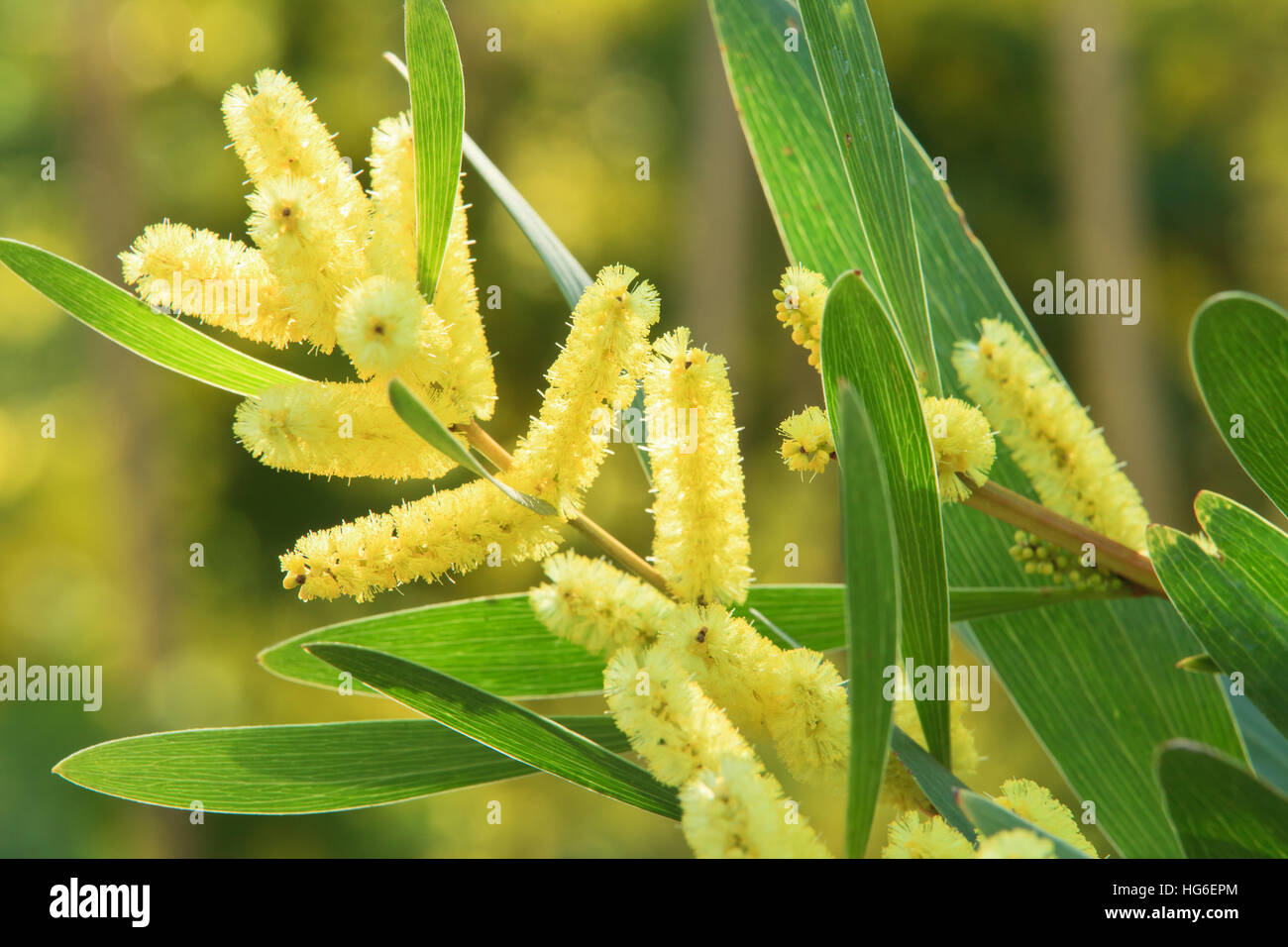 Acacia longifolia = Acacia trinervis, Aroma Doble, Golden Wattle, Sallow Wattle or Sydney Golden Wattle Stock Photo