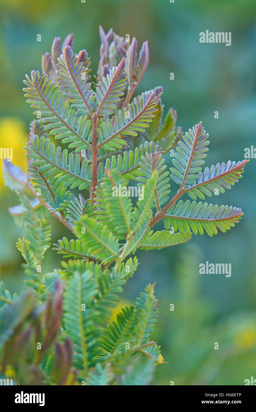 Cootamundra Wattle, Acacia baileyana 'Purpurea', leaves (phyllodes) Stock Photo
