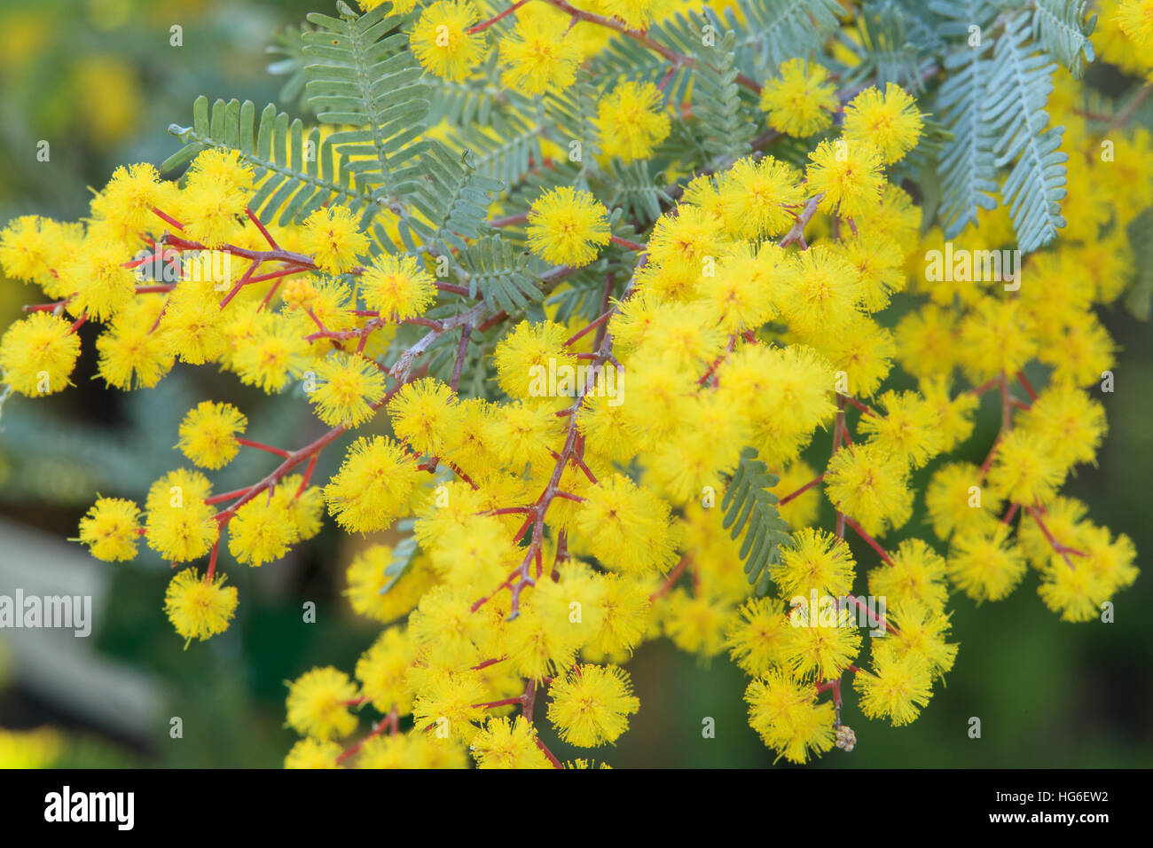 Cootamundra Wattle, Acacia baileyana 'Purpurea' Stock Photo Alamy