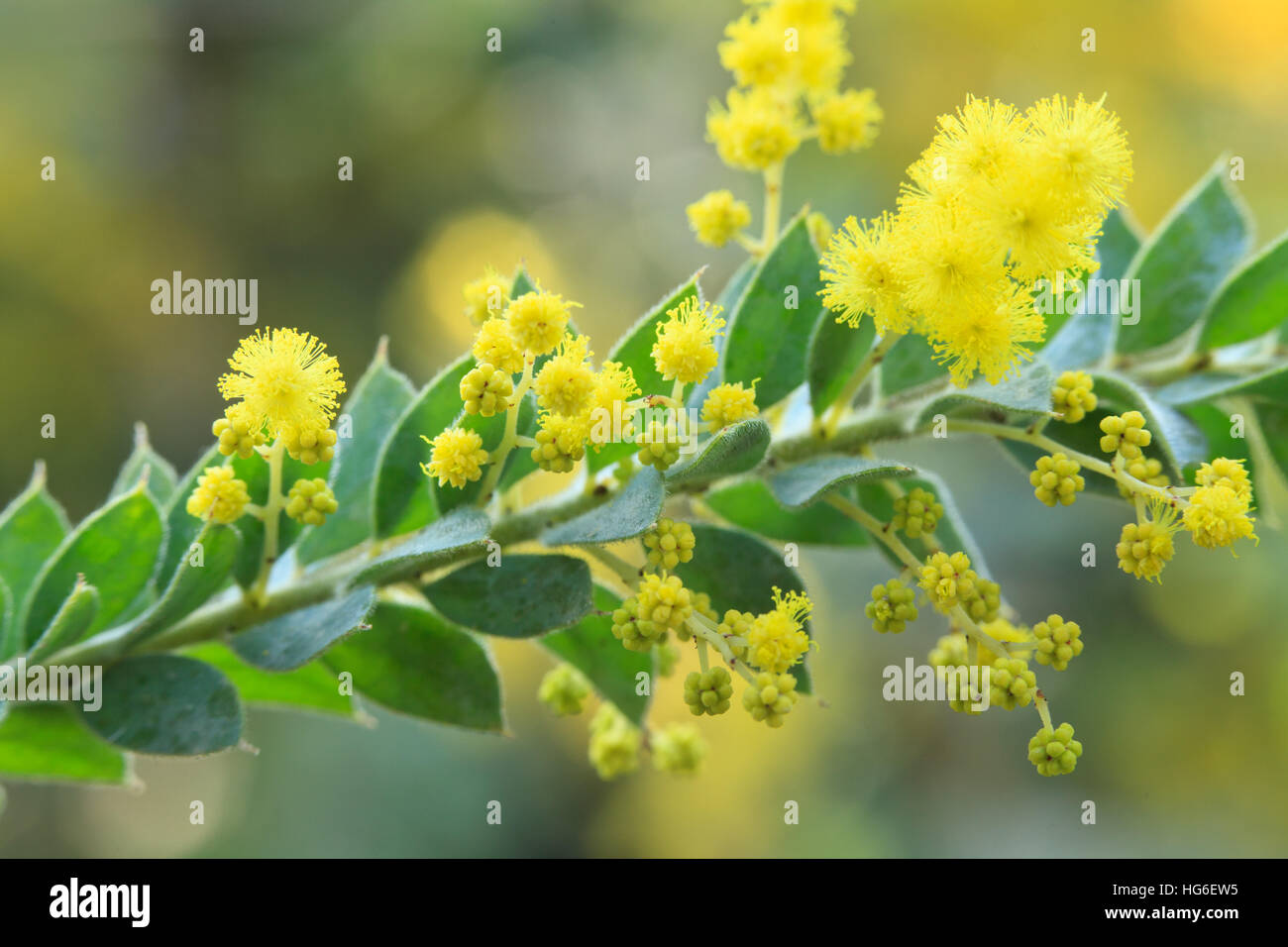 Acacia vestita, common name, Weeping Boree', Weeping Acacia, or Hairy Wattle. Stock Photo