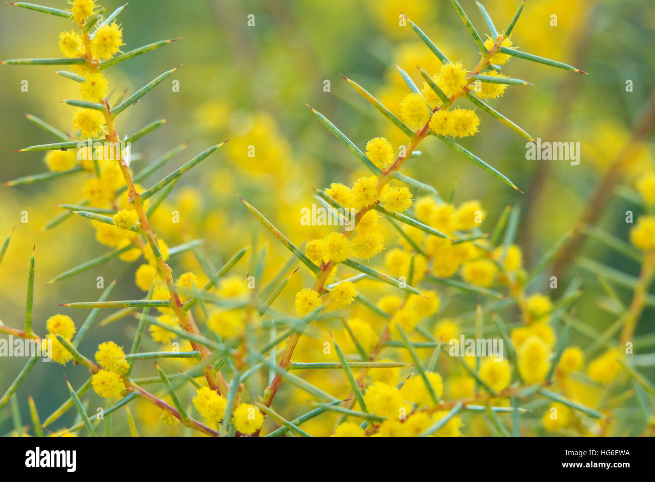 Acacia colletioides, common names wait-a-while, pin bush, and spine bush Stock Photo