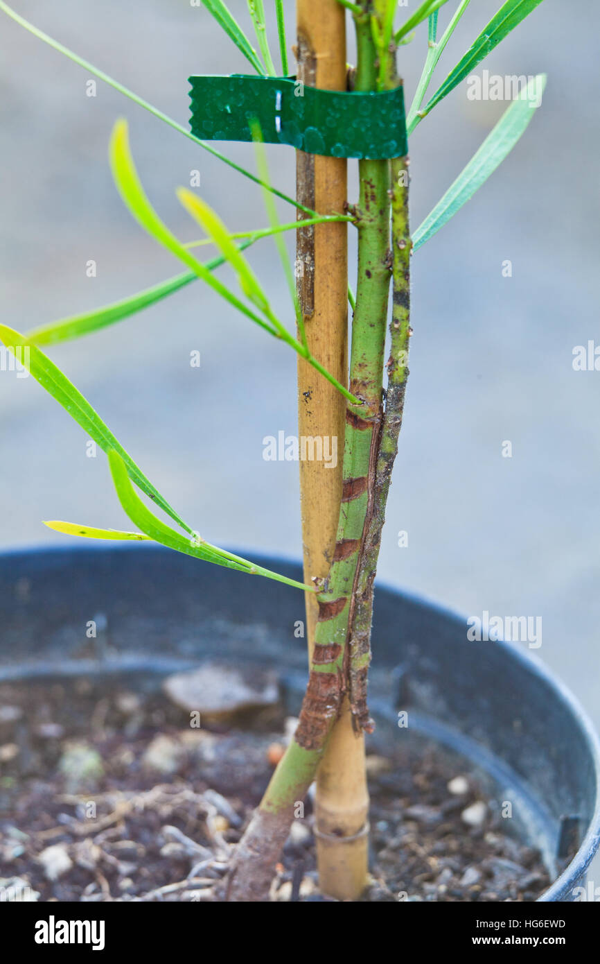 wattle (Acacia dealbata) grafted on Acacia retinoides Stock Photo
