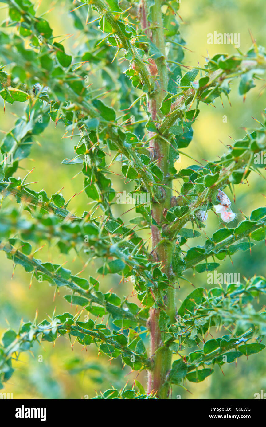 Branche of Wattle (Acacia paradoxa = Acacia armata) Stock Photo