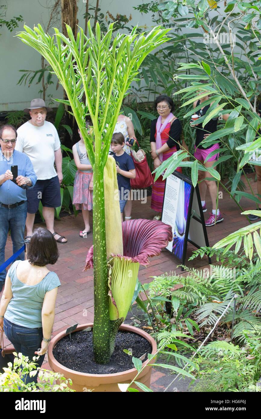 Canberra. 5th Jan, 2017. Photo taken on Jan. 5, 2017 shows a Titan arum in full blossom in Adelaide Botanic Garden, Australia. The Titan arum is one of the world's most fascinating plants, thanks to its size, striking appearance, the rarity and fleetingness of flowers and the fact it smells like rotting flesh when in bloom. It is also called Corpse Flower. © David Wang/Xinhua/Alamy Live News Stock Photo