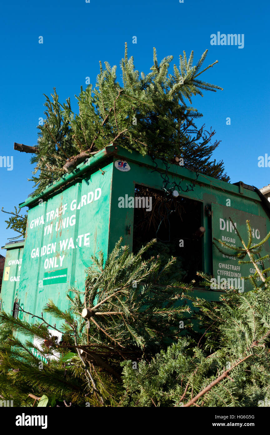 Builth Wells, Powys, Wales, UK. 5th January, 2017. Discarded Christmas trees are seen at the garden waste recycling area in the small Welsh market town of Builth Wells in Powys, UK. © Graham M. Lawrence/Alamy Live News. Stock Photo