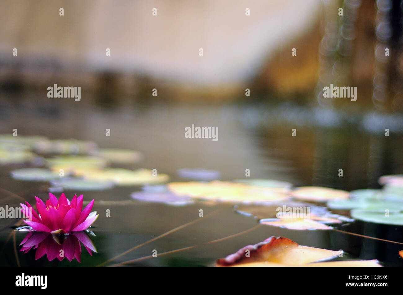 A beautiful pink water lily in bloom and lily pads on a garden fish pond with water falling in the background creating a tranquil setting. Stock Photo