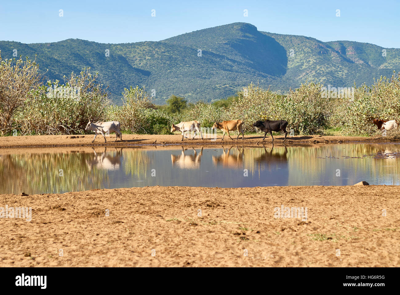 Maasai livestock arriving at a watering hole Stock Photo