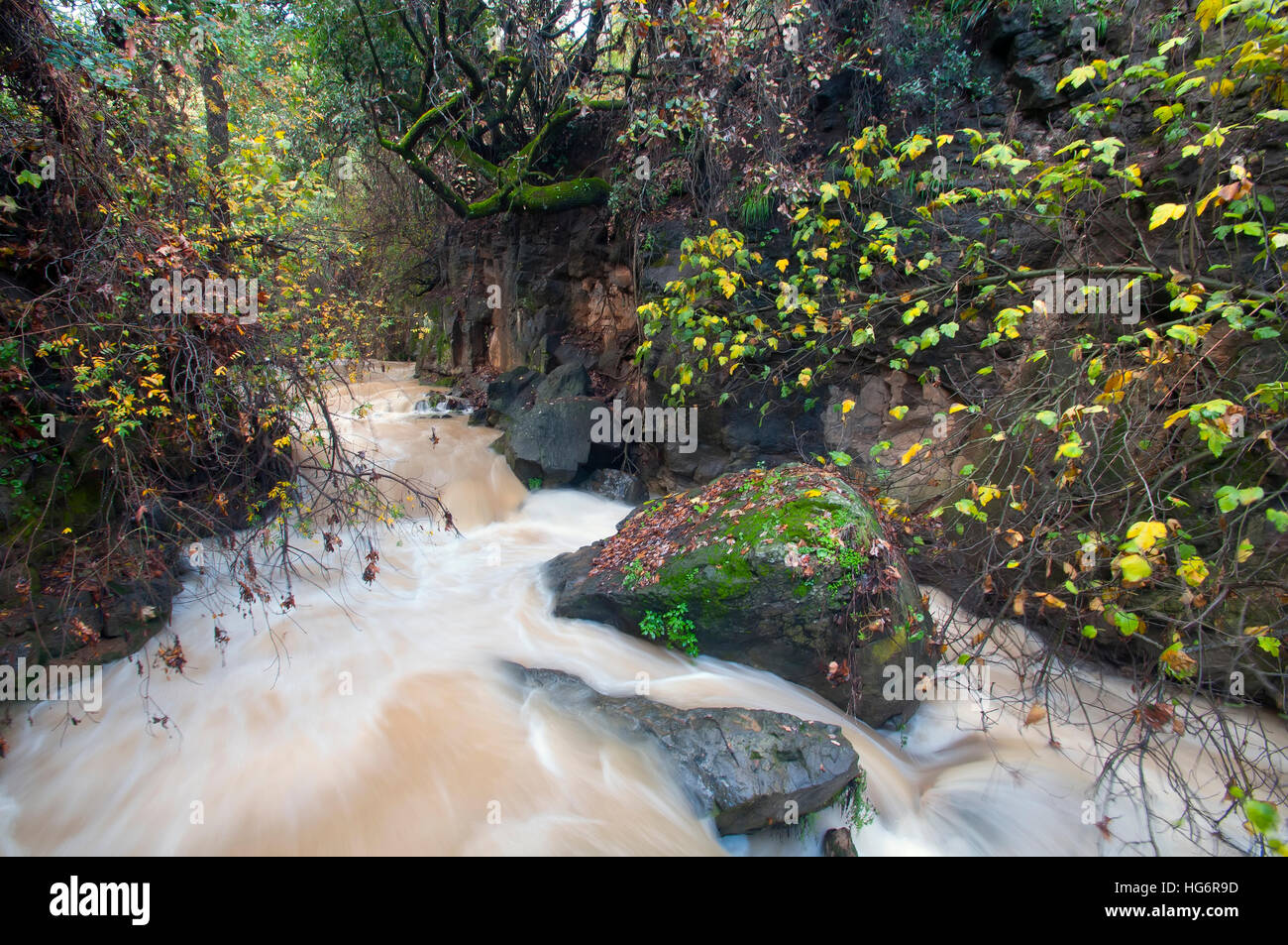 Banias stream, Israel Stock Photo