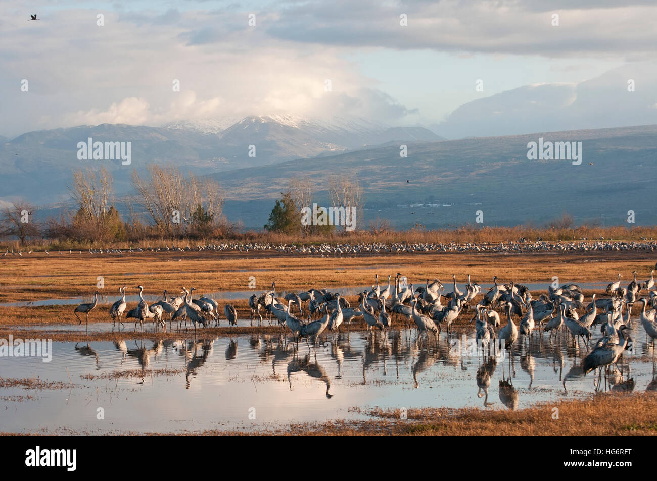 Hula cranes and Hermon mountain Stock Photo - Alamy