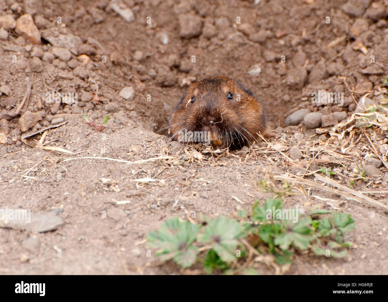 Pocket gopher hires stock photography and images Alamy