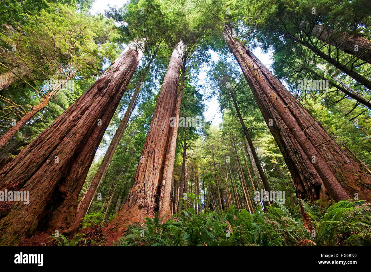 Redwood forest , Jedediah Smith Redwood State Park, California, USA Stock Photo