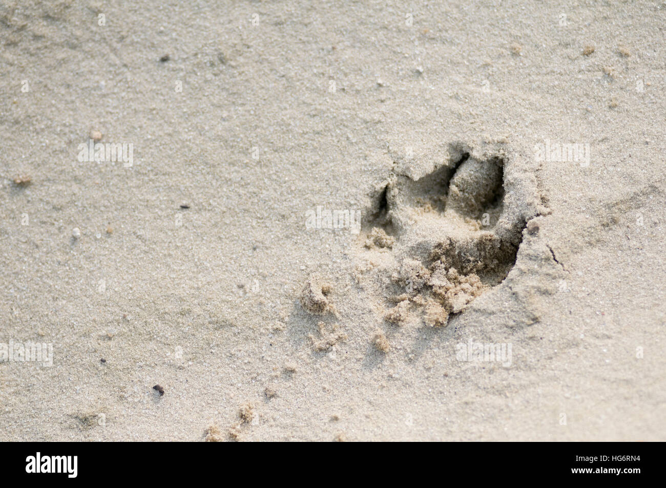 Dog paw print in sand with copy space Stock Photo Alamy