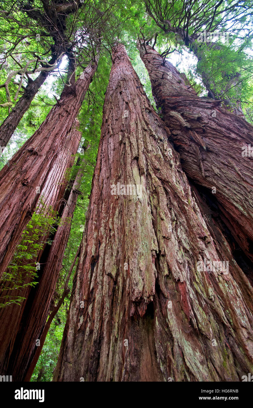 Redwood forest hi-res stock photography and images - Alamy