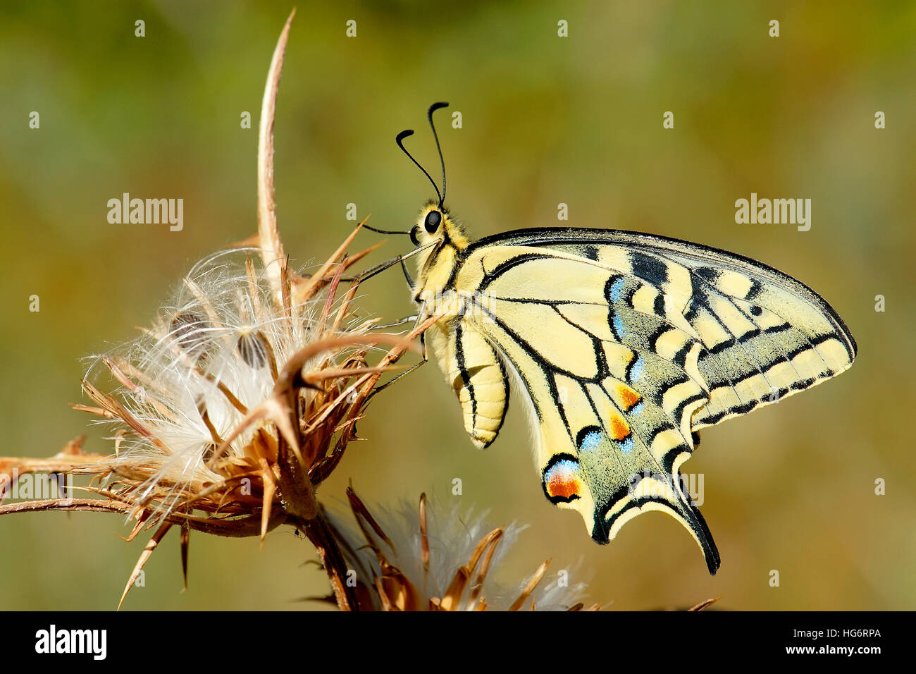Swallowtail butterfly, Papilio machaon, Israel Stock Photo