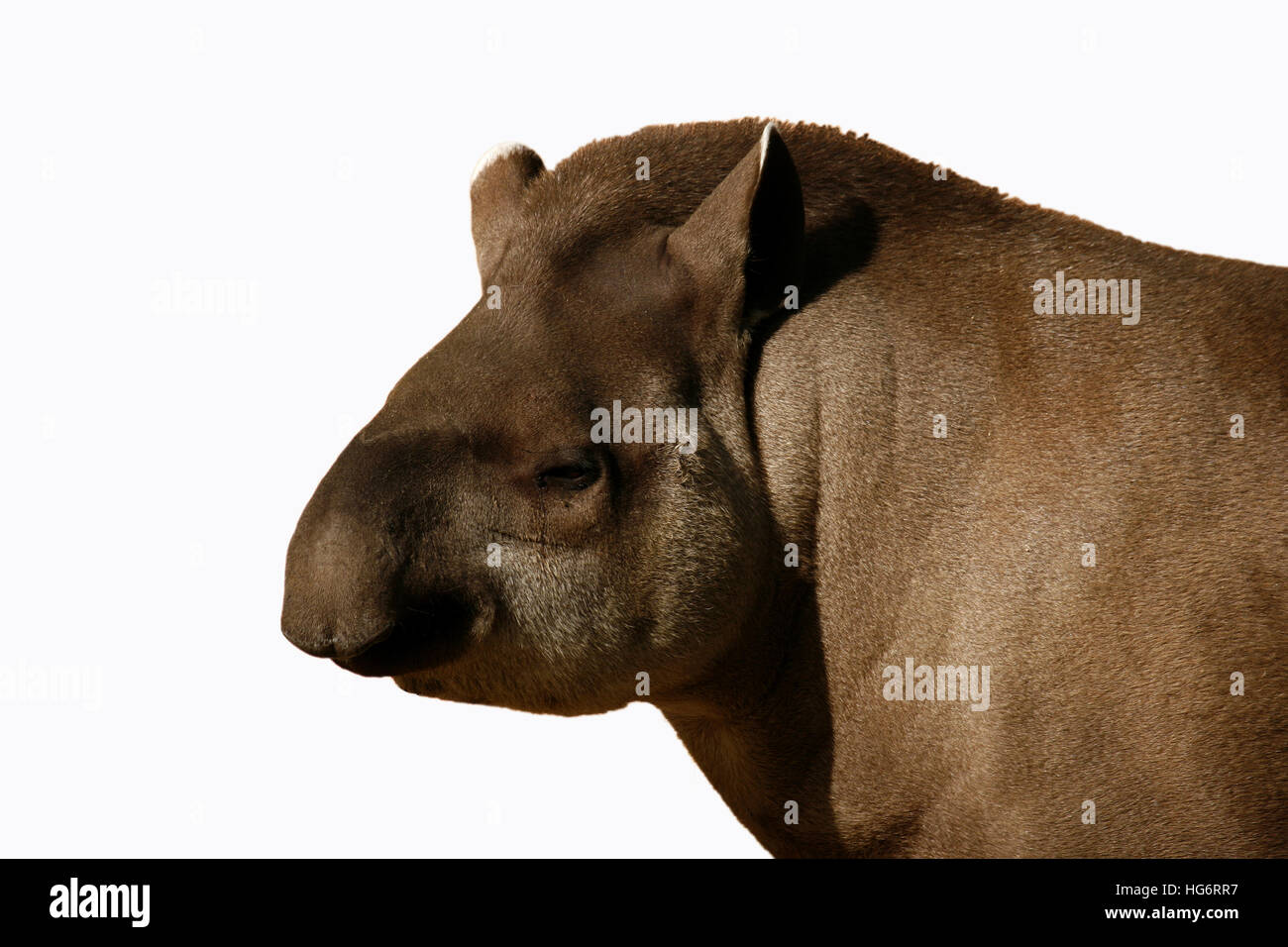 Head of a South American tapir (Tapirus terrestris) Stock Photo