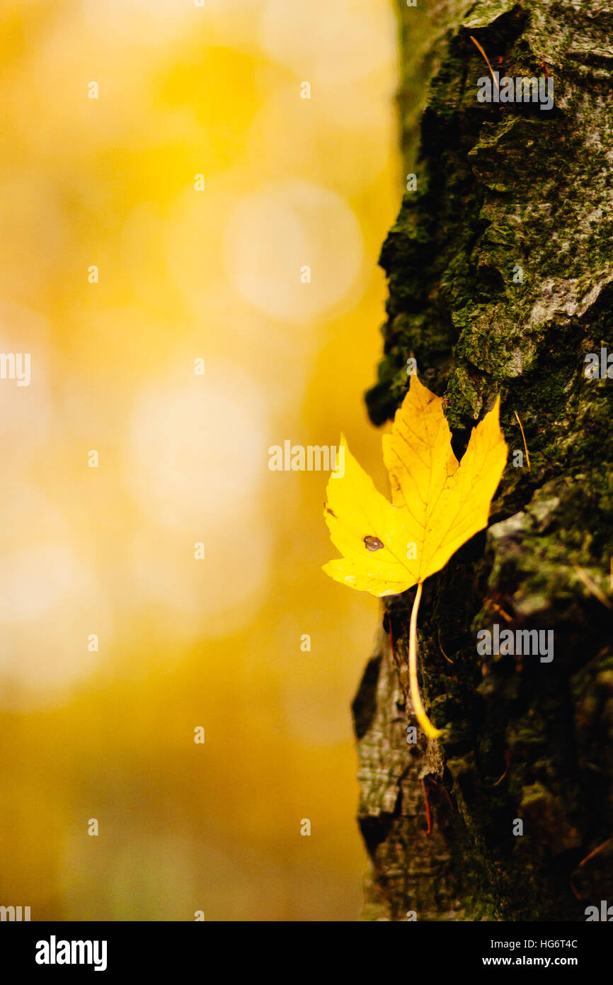 The sycamore maple (Acer pseudoplatanus ) is a deciduous tree of the genus of the maples ( Acer) . It is widely used in Europe and both as a park tree Stock Photo