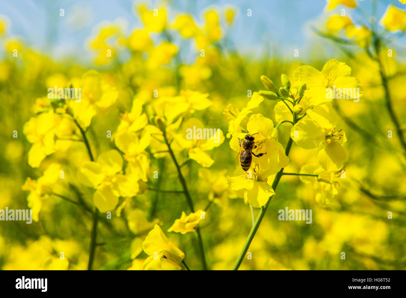 Honey Bees on rape flowers in rape field collecting pollen to produce ...