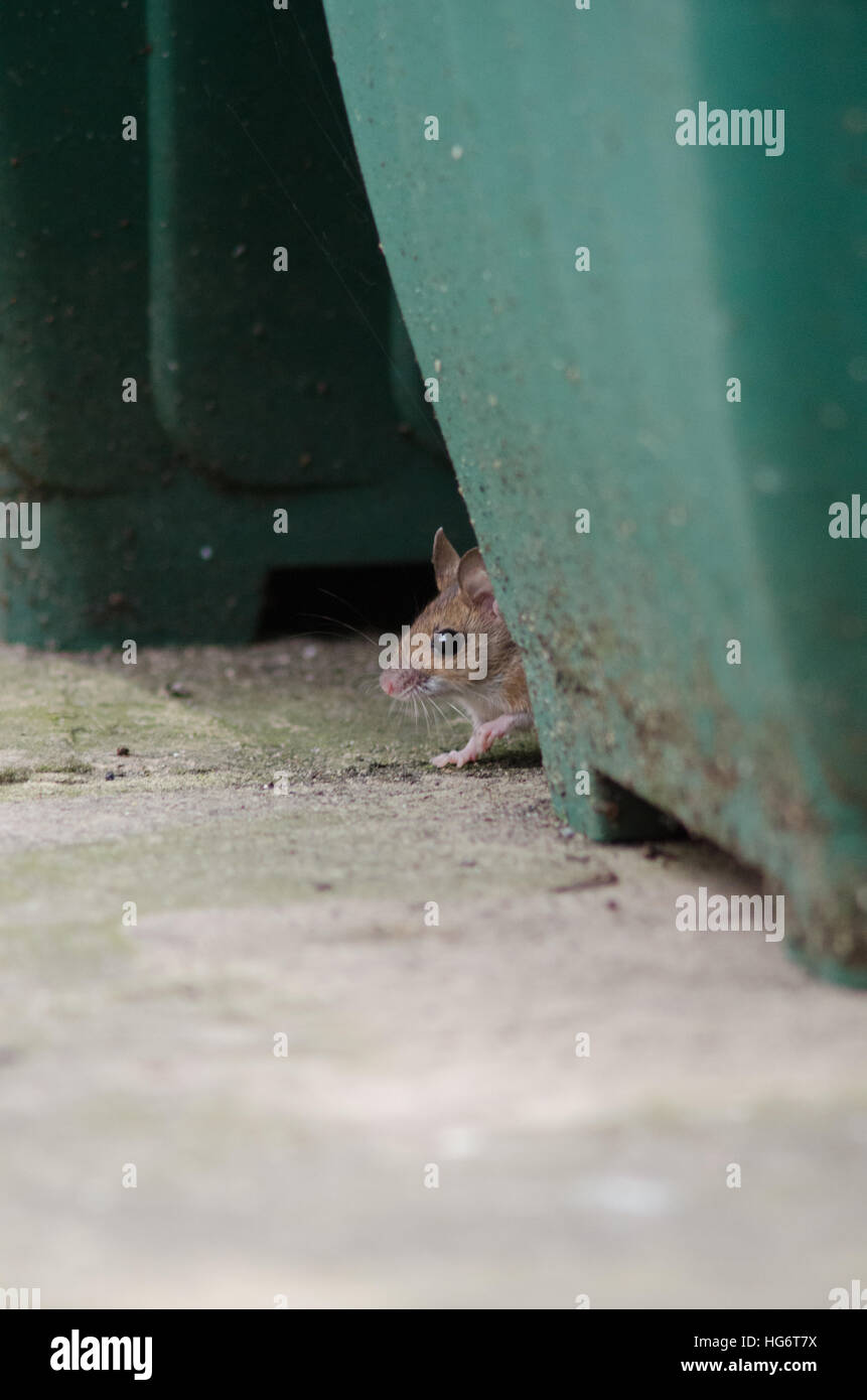 A Wood Mouse (Apodemus sylvaticus) peeps out from behind a green plant pot on a patio Stock Photo