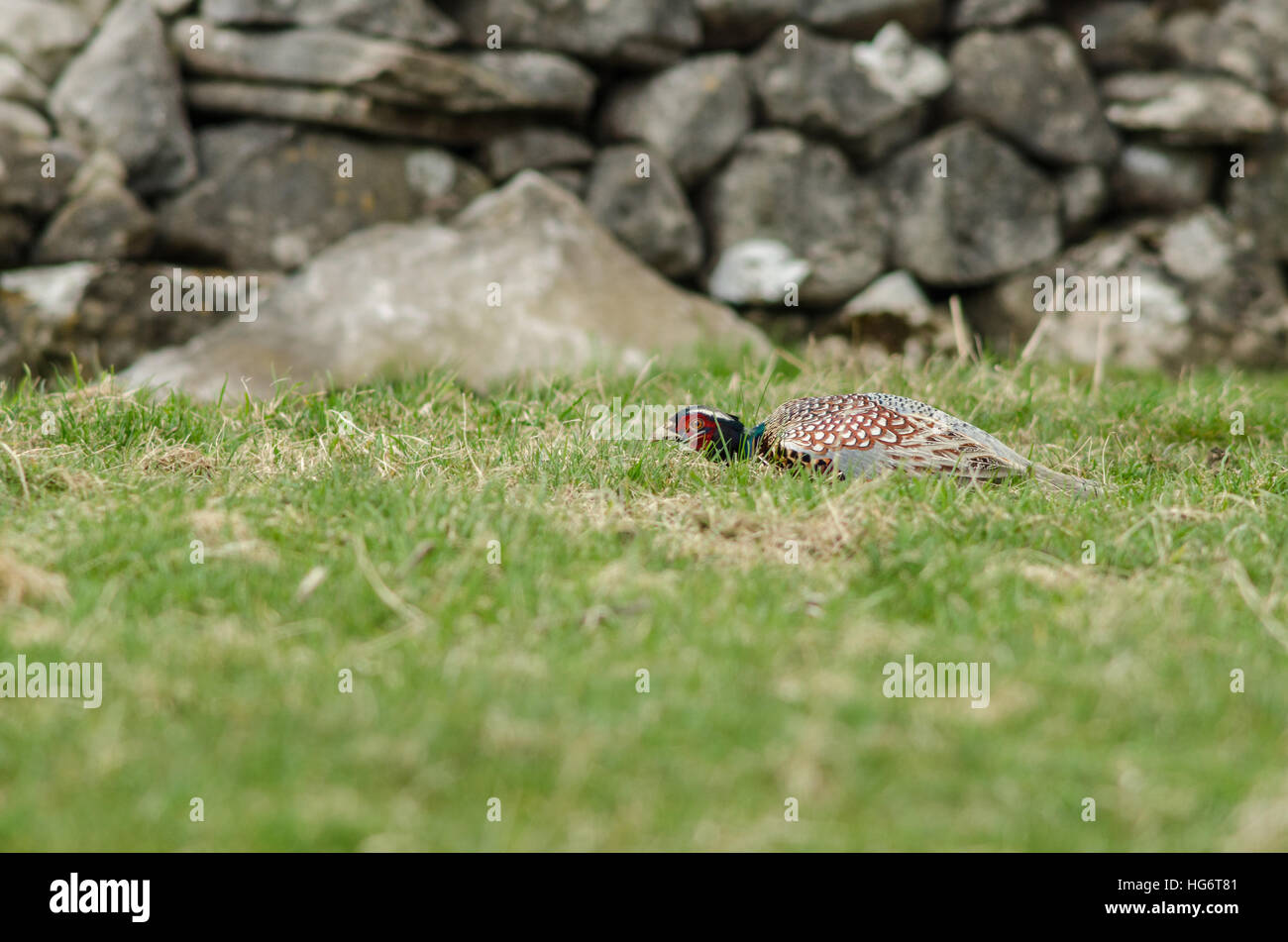 A Ring-necked Pheasant (Phasianus colchicus) hides in the grass next to a dry stone wall Stock Photo