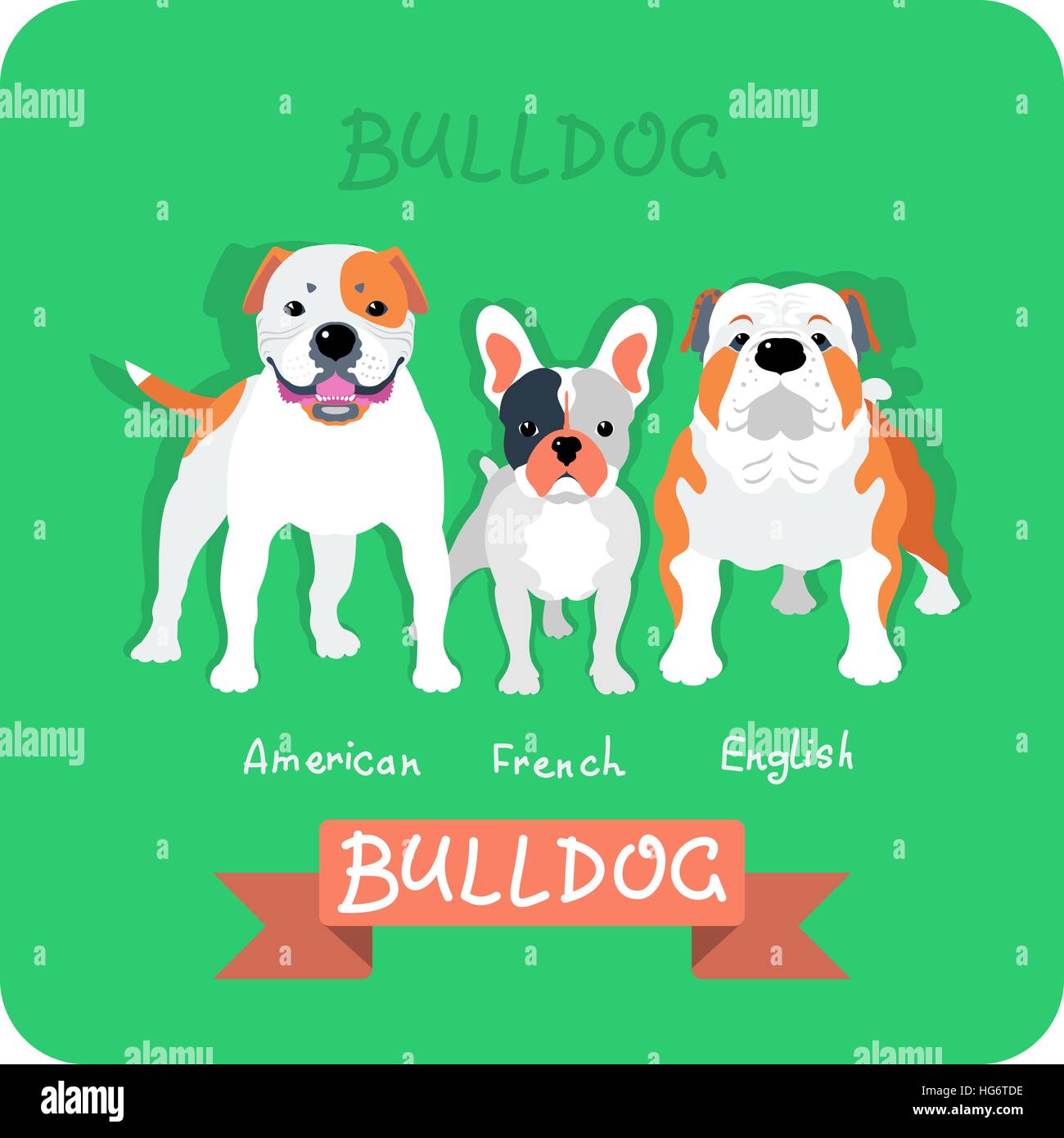 Set 3 bulldogs flat design Stock Vector