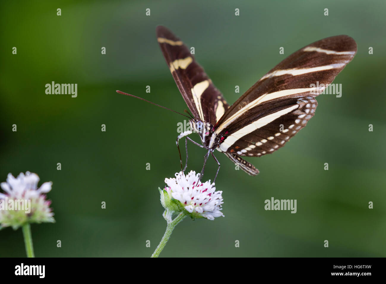 Zebra Longwing Butterfly (Heliconius charitonius) feeding on a flower