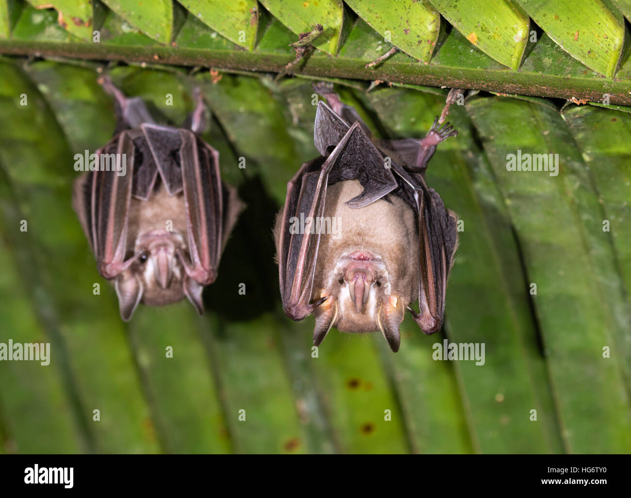 Pygmy fruit-eating bats (Dermanura or Artibeus phaeotis) roosting under palm leaf in rainforest, Belize, Central America Stock Photo
