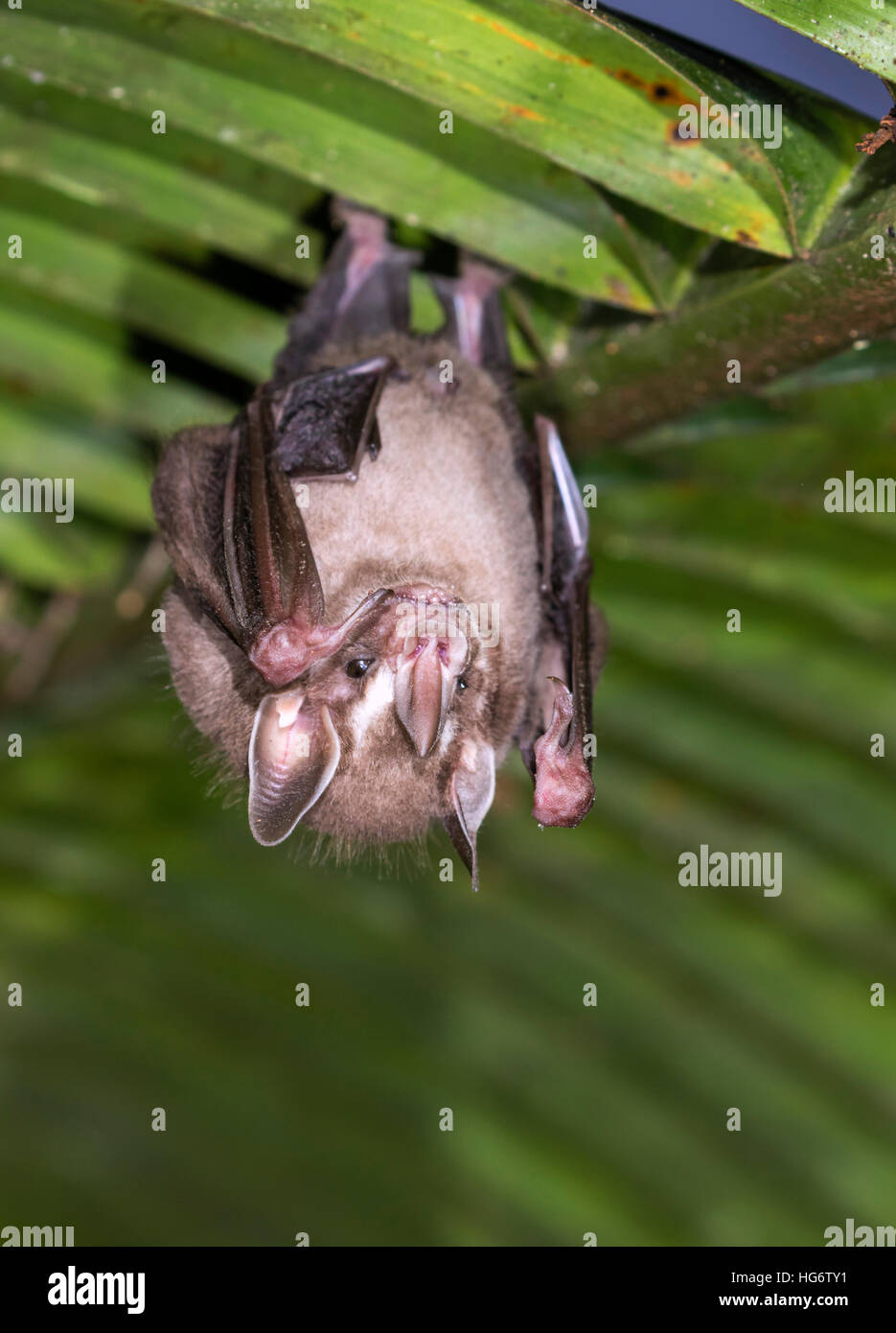 Pygmy fruit-eating bat (Dermanura or Artibeus phaeotis) roosting under palm leaf in rainforest, Belize, Central America Stock Photo