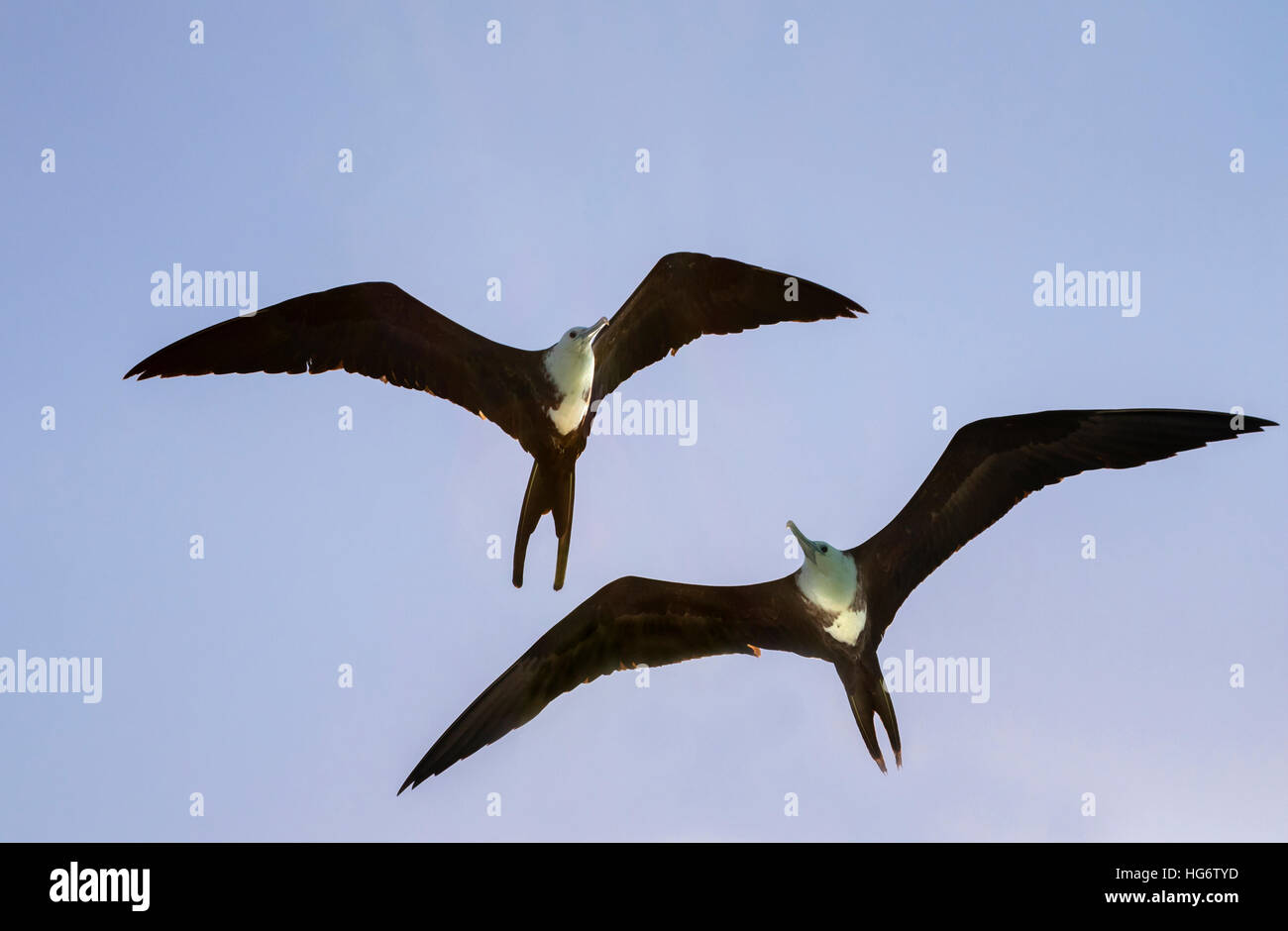 Magnificent frigatebirds (Fregata magnificens), young flying, Caye Caulker Island, Belize, Central America Stock Photo
