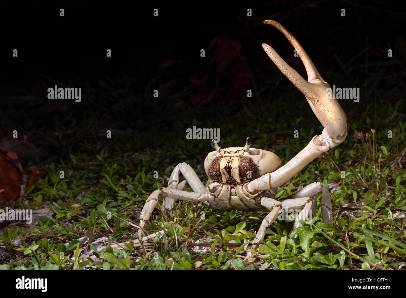 Blue land crab (Cardisoma guanhumi) in defensive posture at night, Caye Caulker Island, Belize, Central America Stock Photo