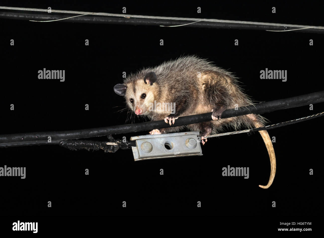 Virginia opossum (Didelphis virginiana) climbing powerline at night