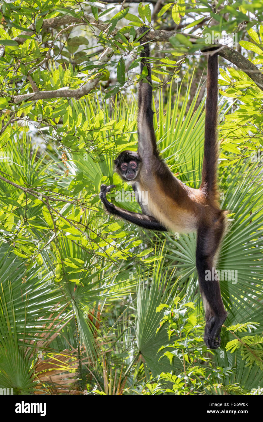 Yucatan Geoffroy's spider monkey (Ateles geoffroyi) taking sunbath in rainforest, Belize, Central America Stock Photo